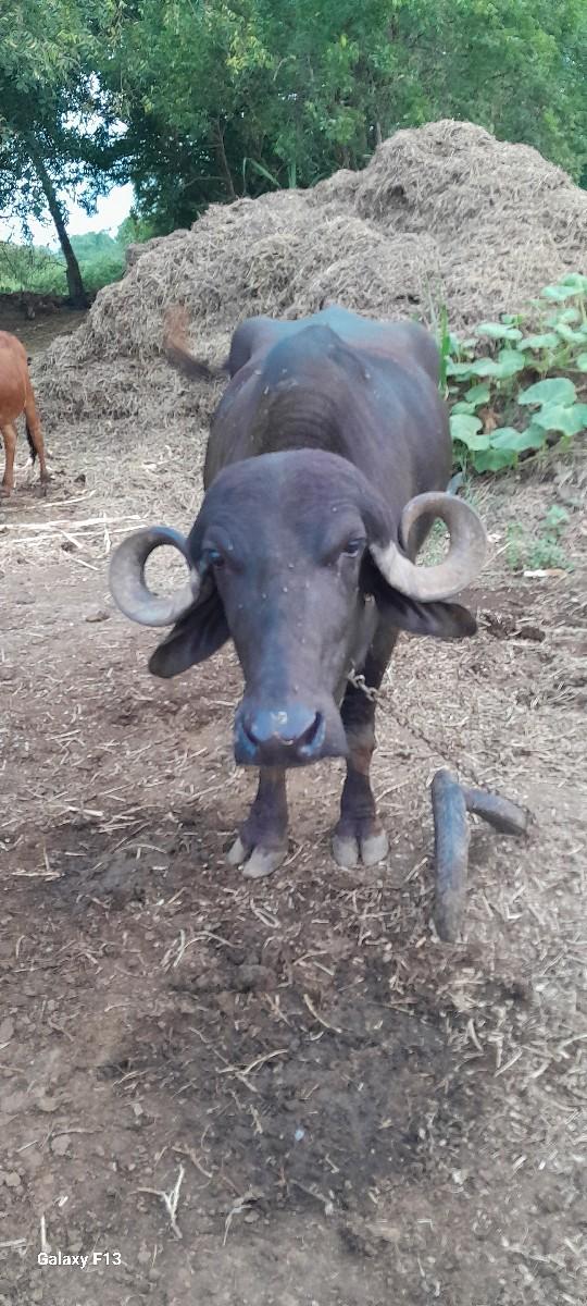 થંબનેલ 2