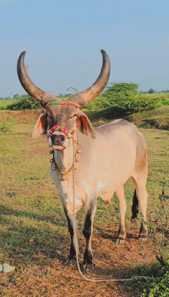 થંબનેલ 3