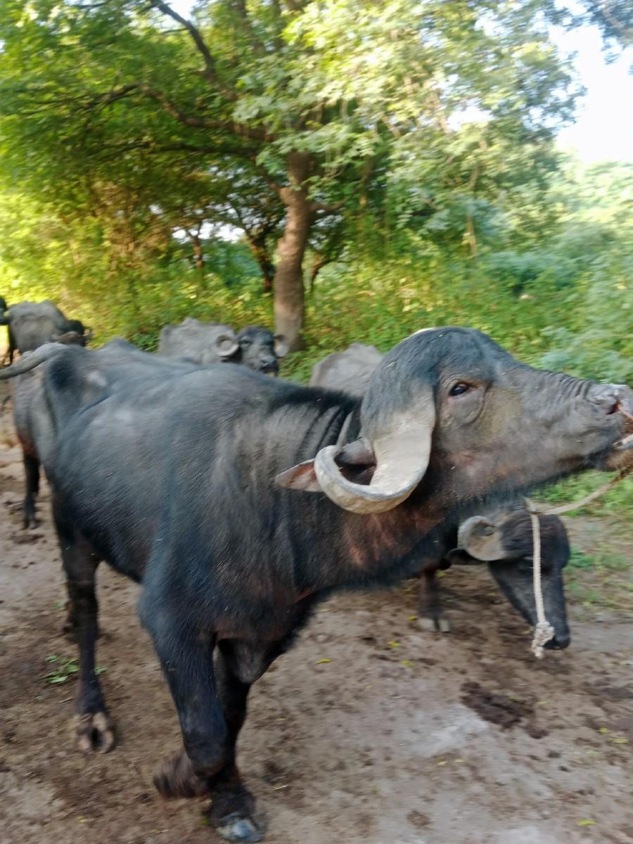 થંબનેલ 2