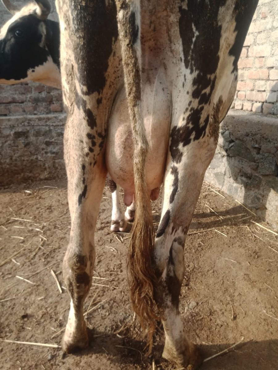 એસબ ગાય તીજુ 1 ટાઈમ 9 લીટર