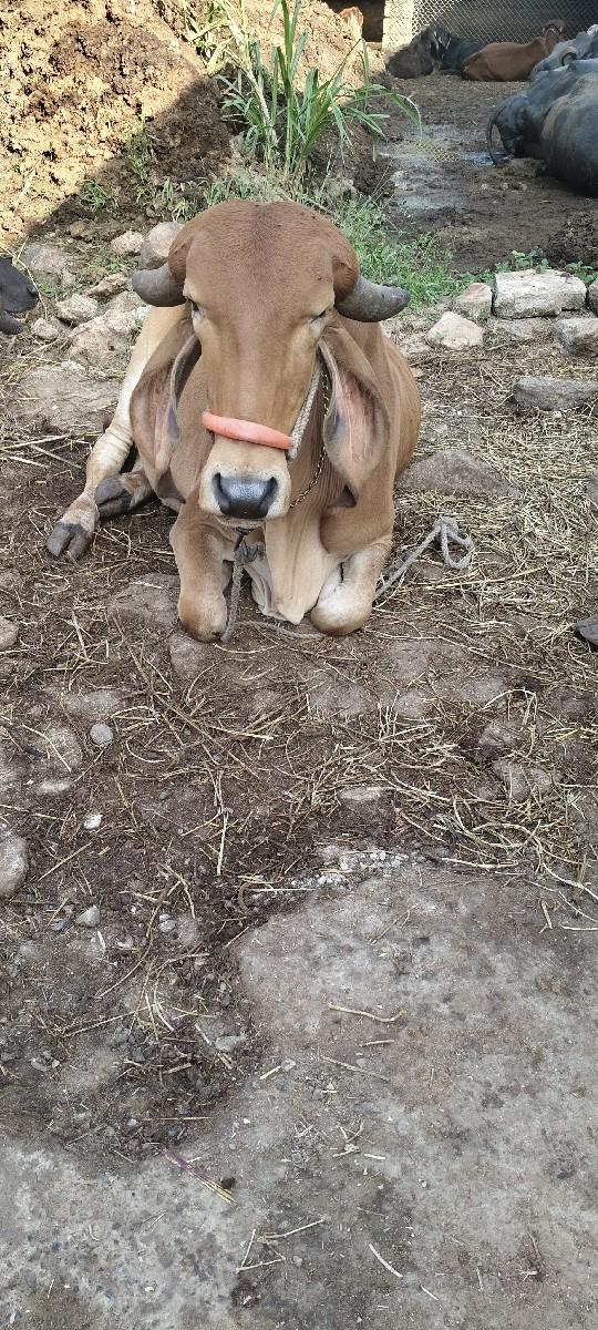 થંબનેલ 2