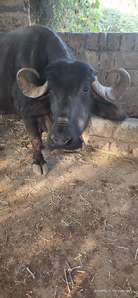 થંબનેલ 2