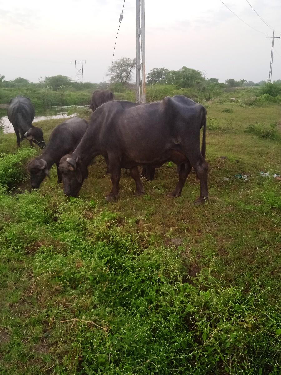 ભેંસ વેચવાની છે