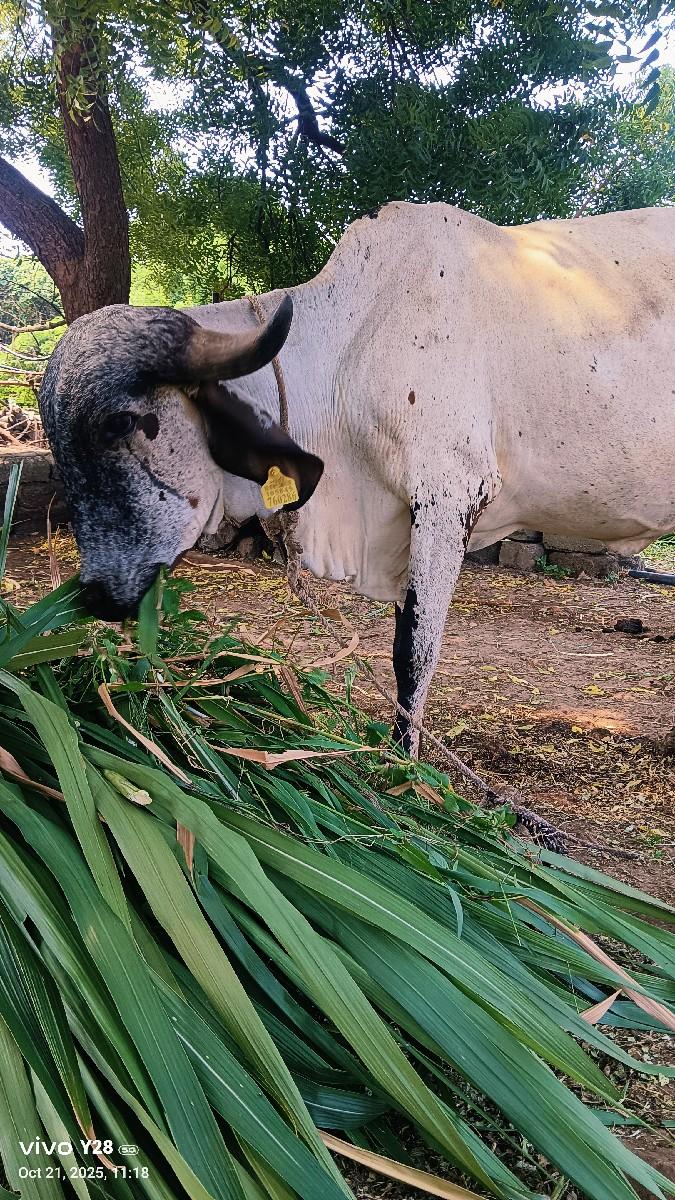 થંબનેલ 3