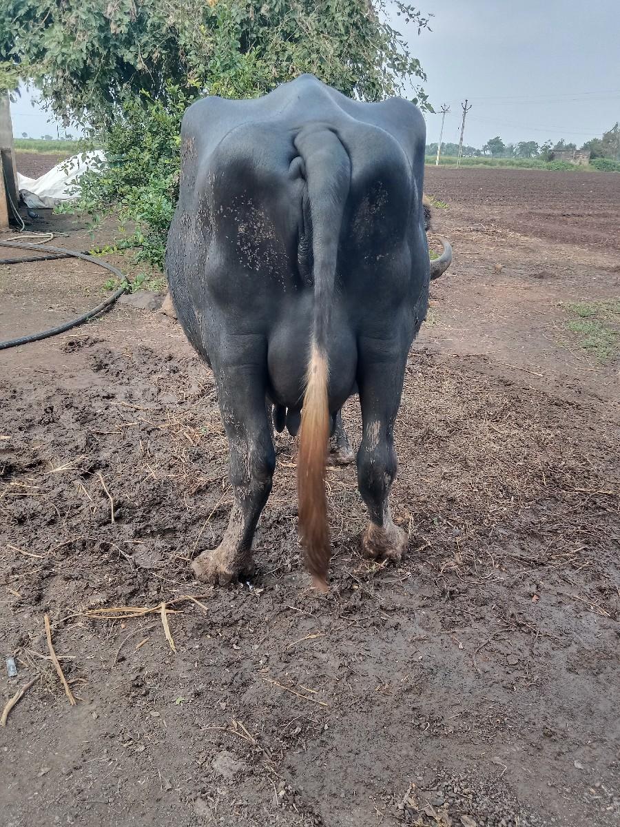 થંબનેલ 2