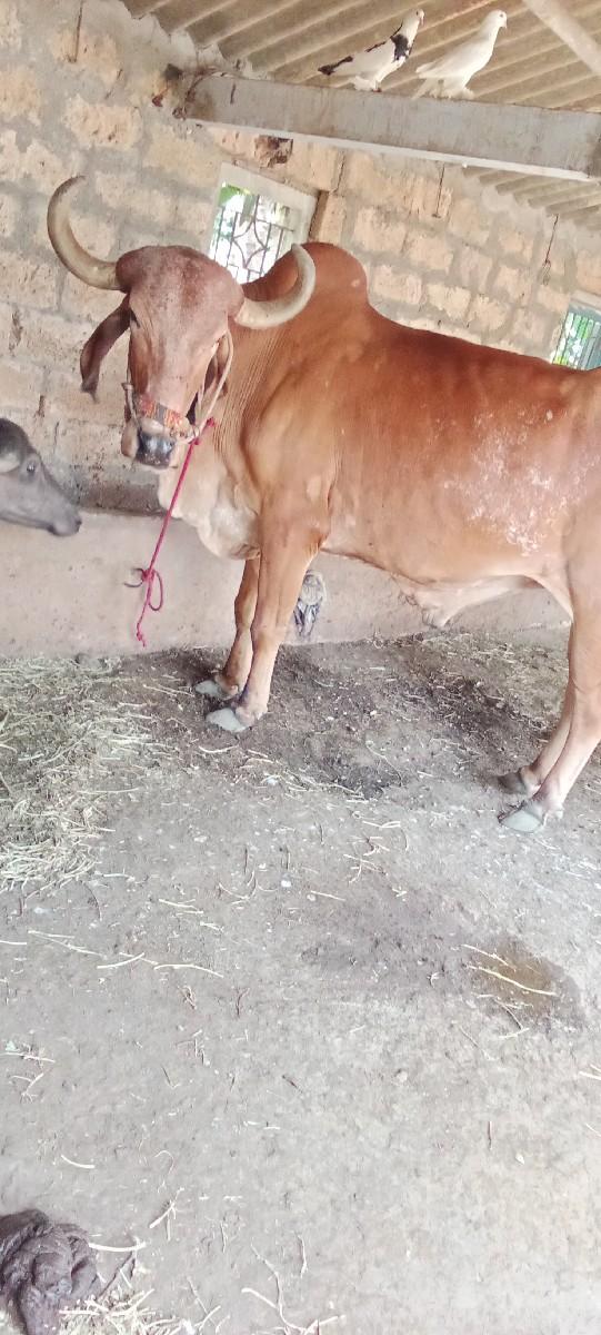 થંબનેલ 2