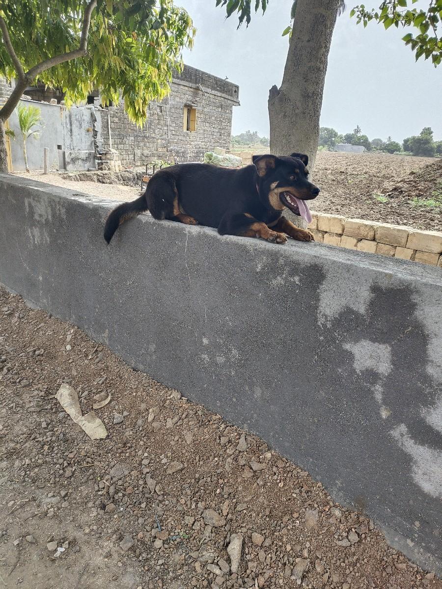 રોટવીલર કુતરી  સાવ સોજી જવાબદારી