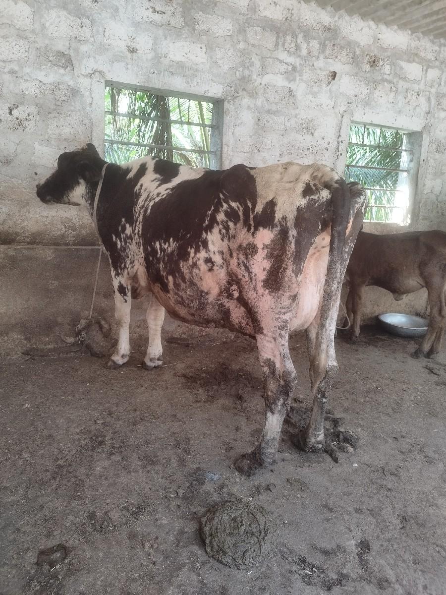 થંબનેલ 2