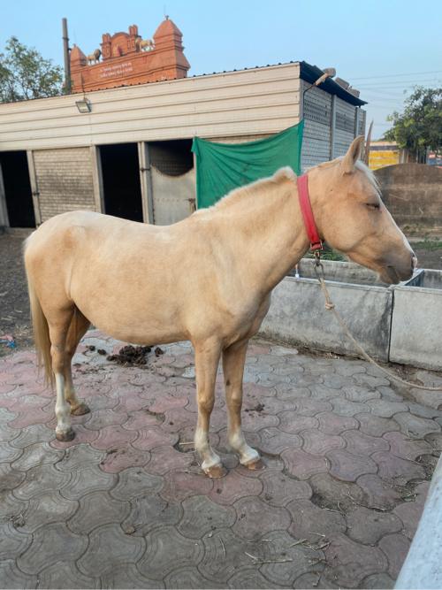 Poni ghodi vechvani che 7 mahina sabhar