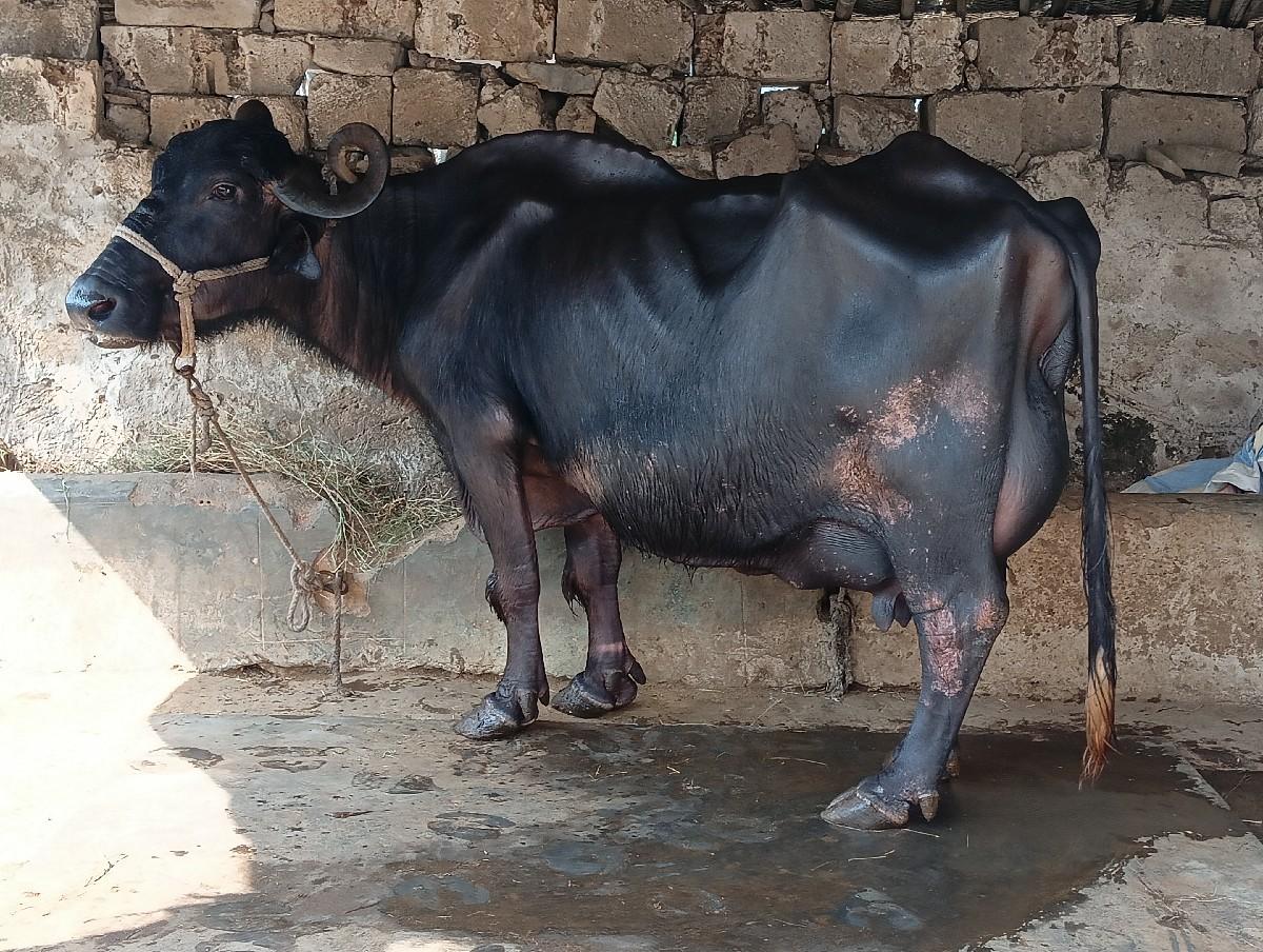 થંબનેલ 3