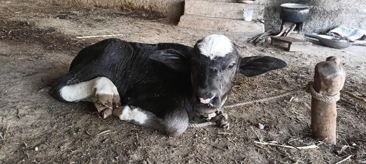 નવ ચંદરો પાડો આપવાનો છે