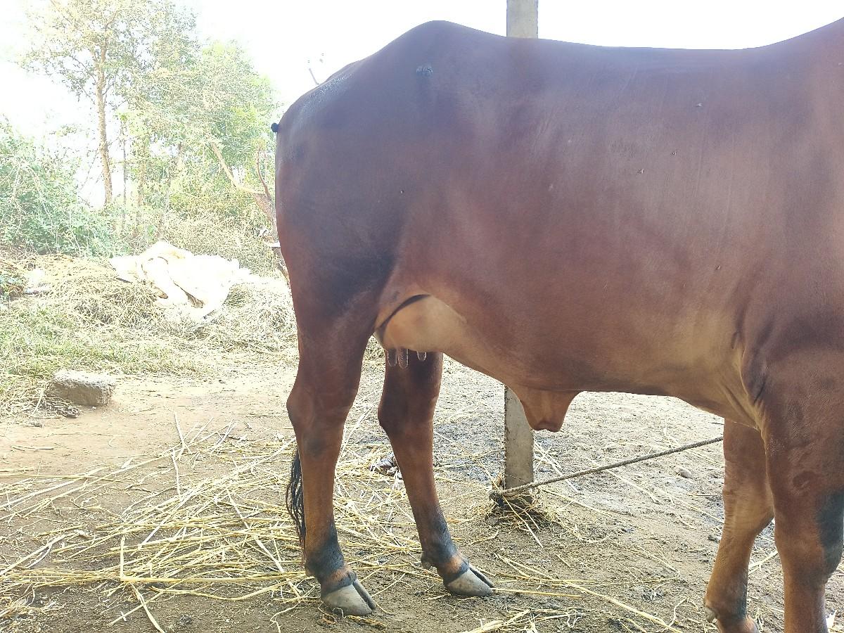 થંબનેલ 3