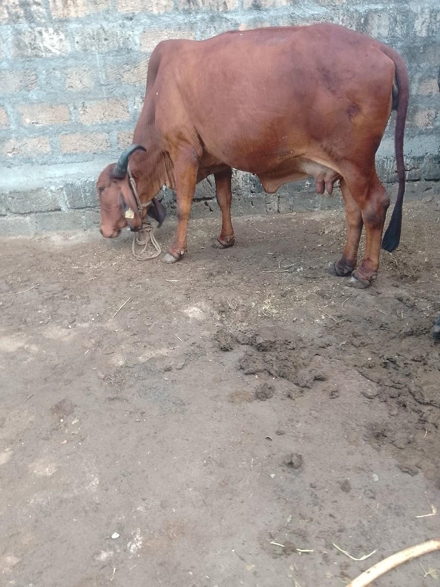 थंबनेल 2