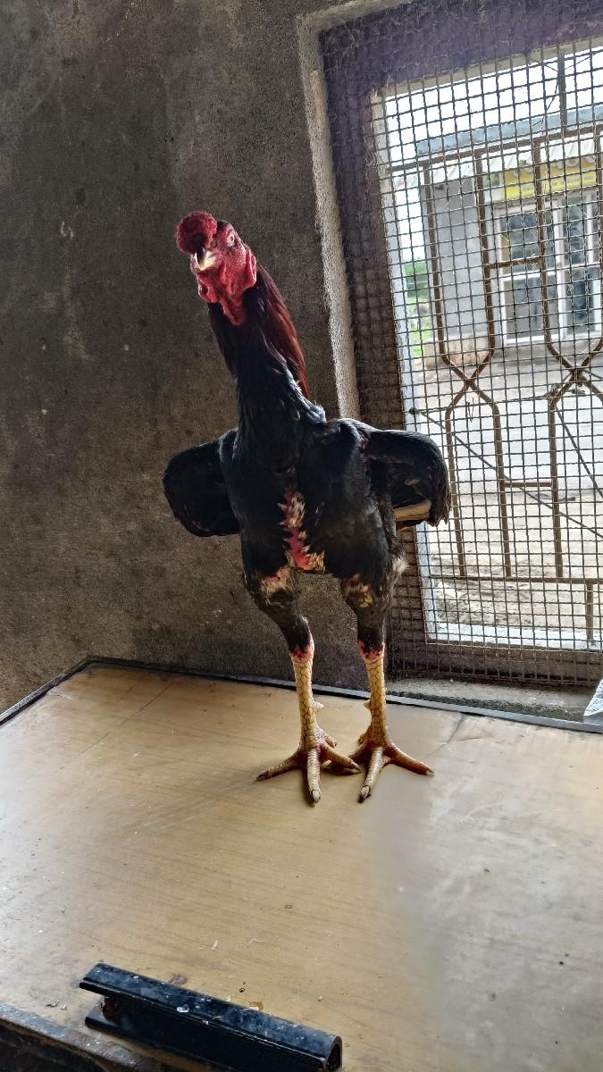 અસીલ મુરઘા વેચવાનો છે