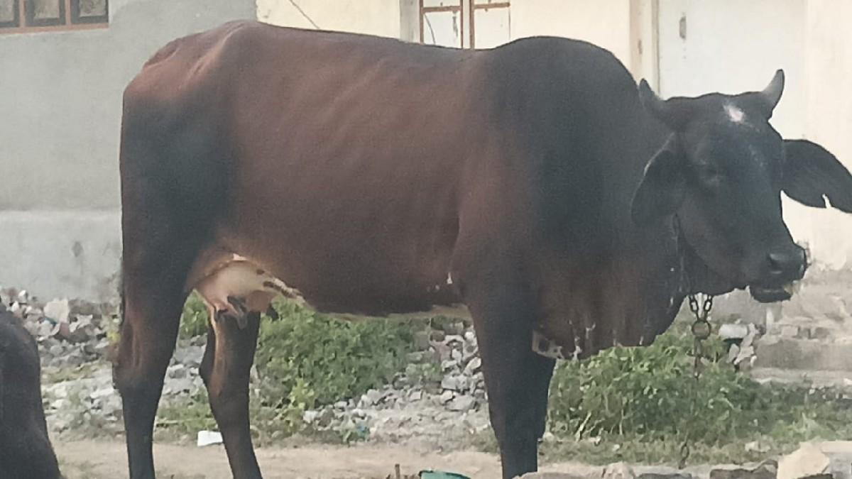 પેલા વેતર મા હોડકી.