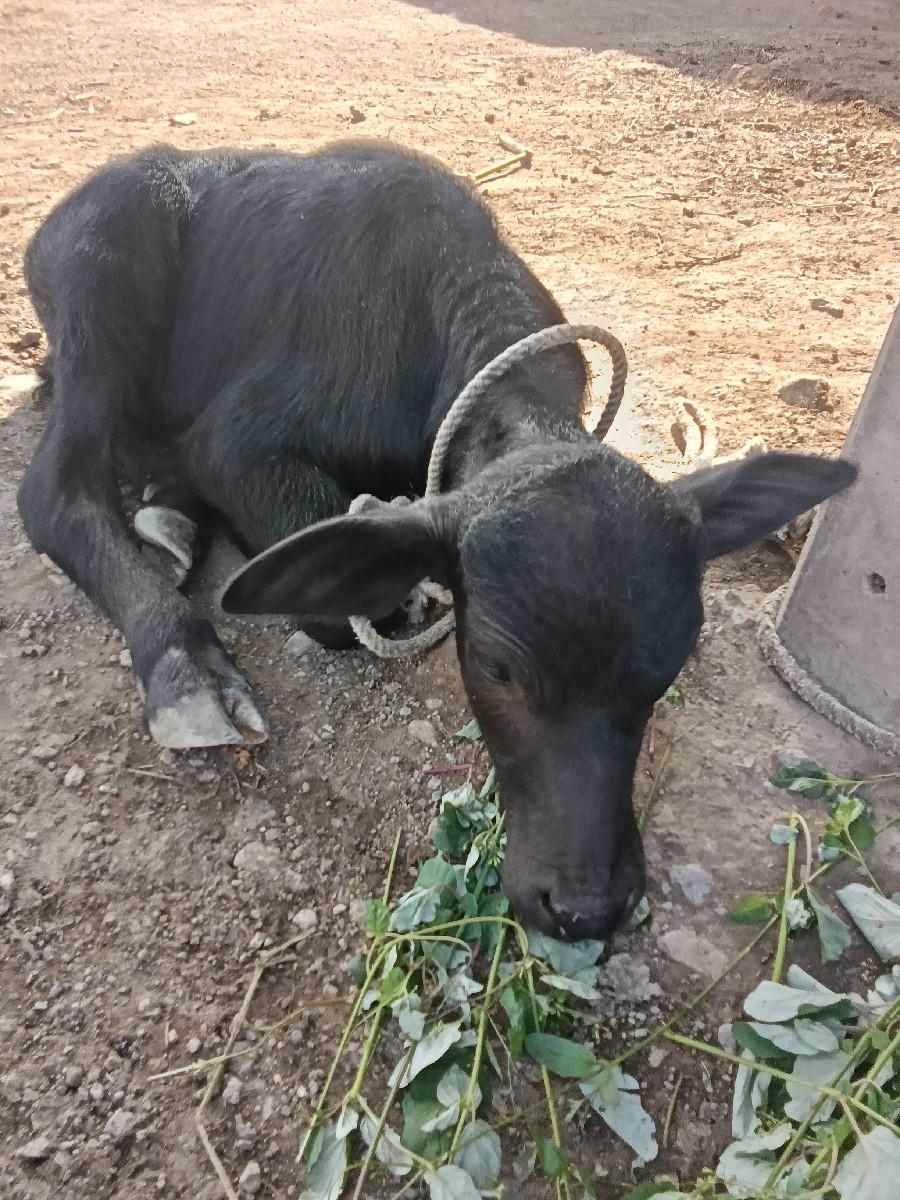 થંબનેલ 3