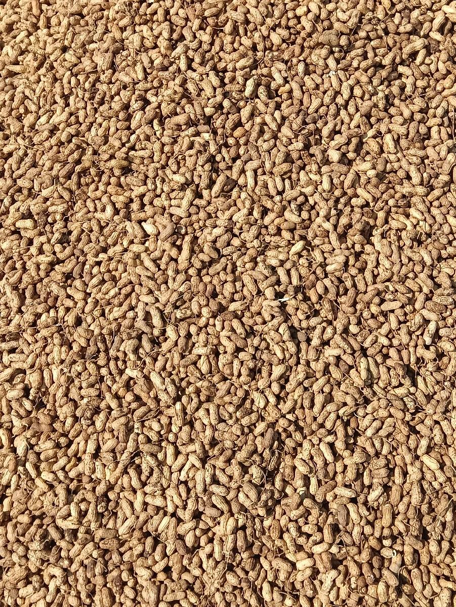 22 નંબર મગફળી