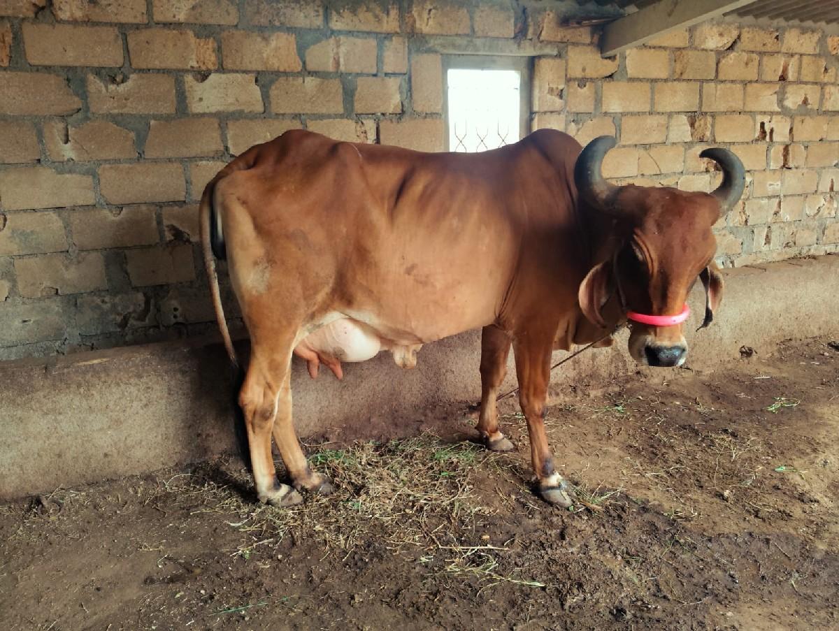 થંબનેલ 2