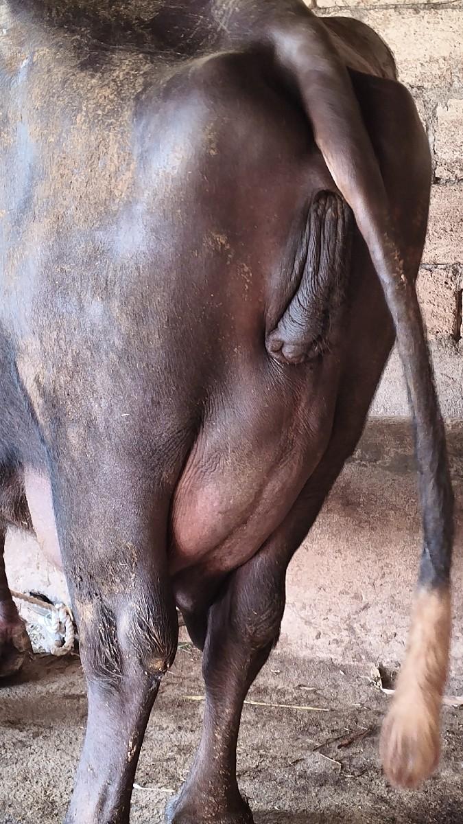 થંબનેલ 3