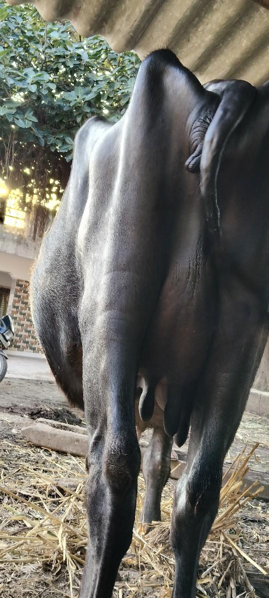 3 વેતર વાયસે