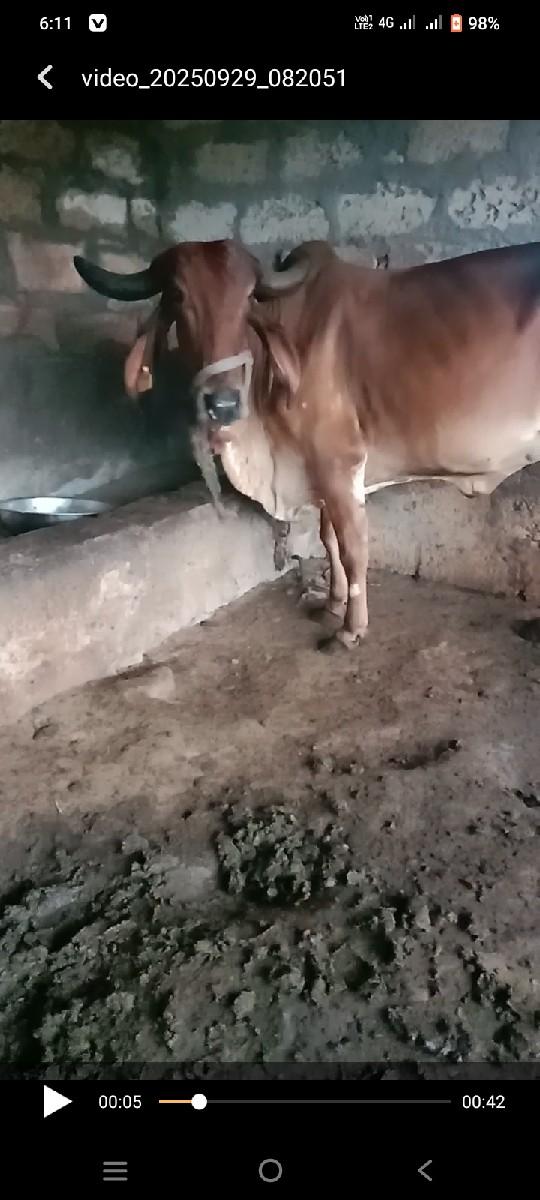 થંબનેલ 2