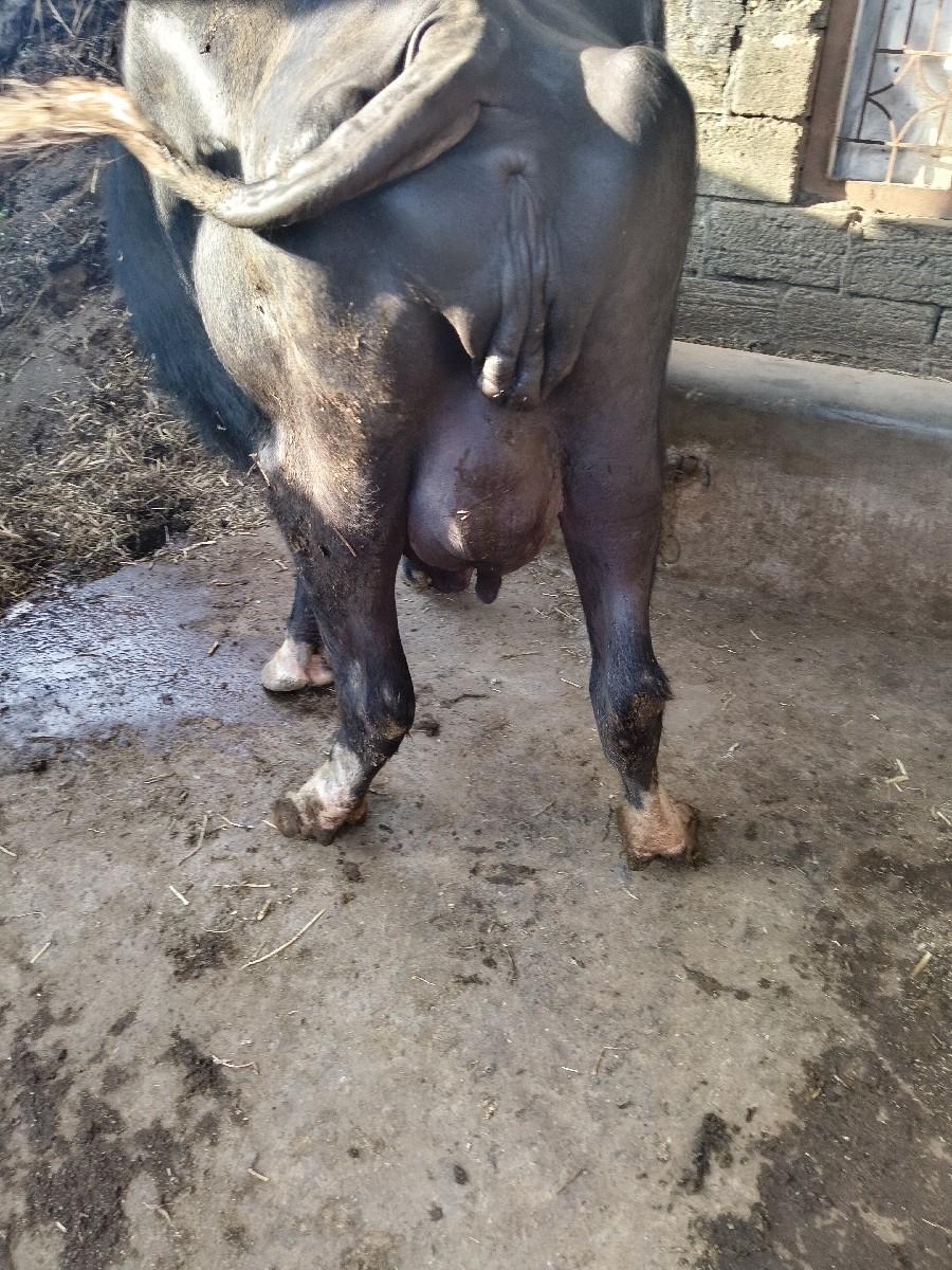 થંબનેલ 2