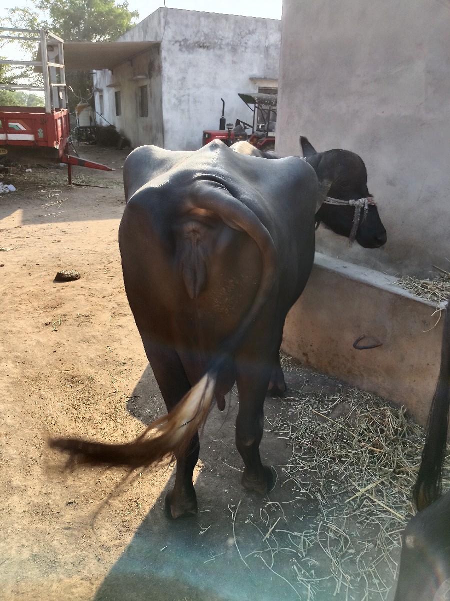 થંબનેલ 3