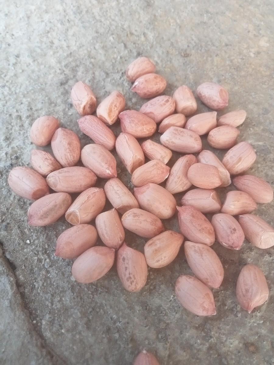 માંડવી વેચવાની છે