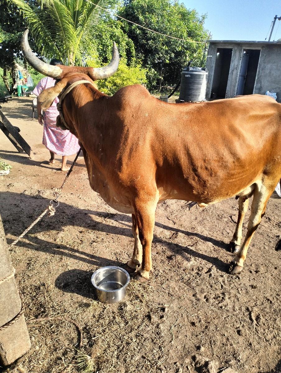 થંબનેલ 2