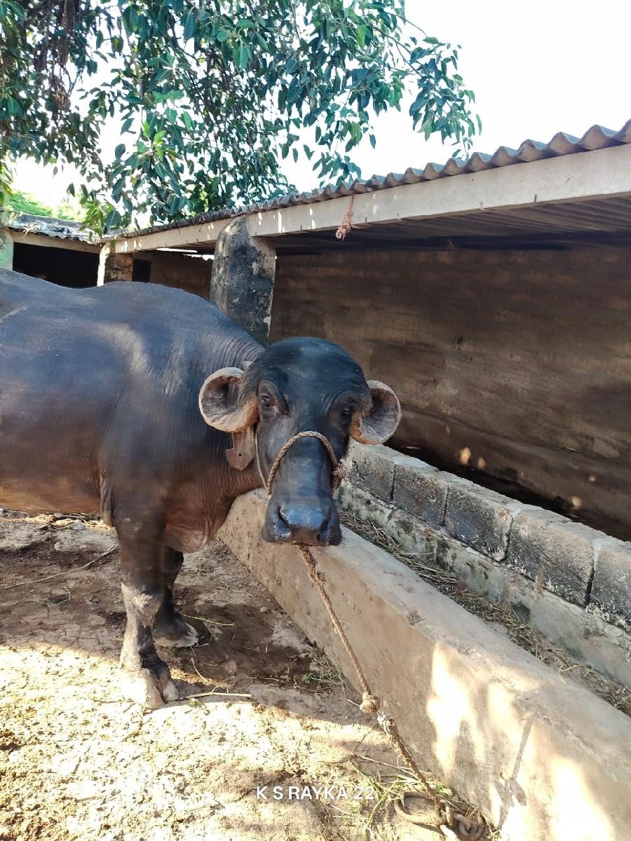 થંબનેલ 3