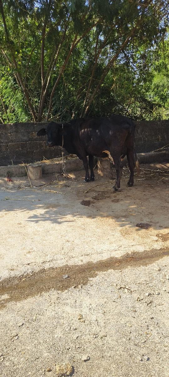 થંબનેલ 2