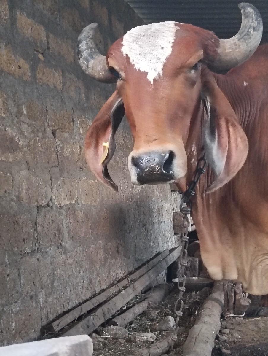 ગીર ગાય પેલું વેતર વેચવાની છે