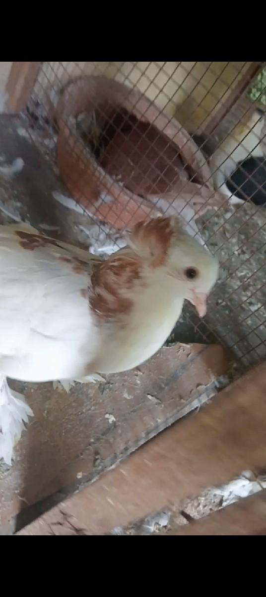 ઇન્ગ્રિયન કબુતર છે