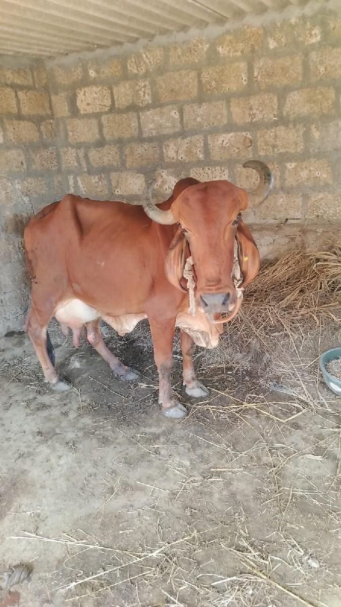 બે ગાય વેચવાની છે