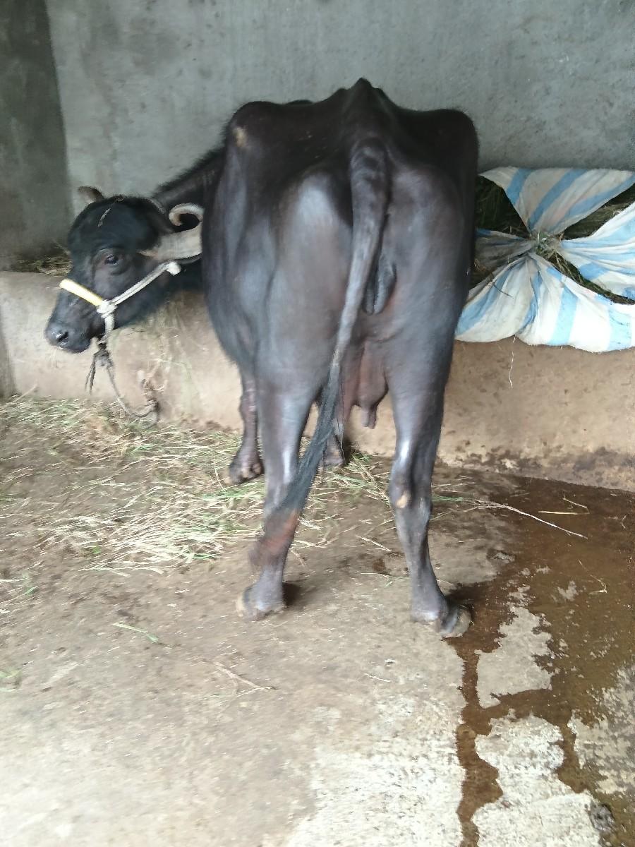 થંબનેલ 3