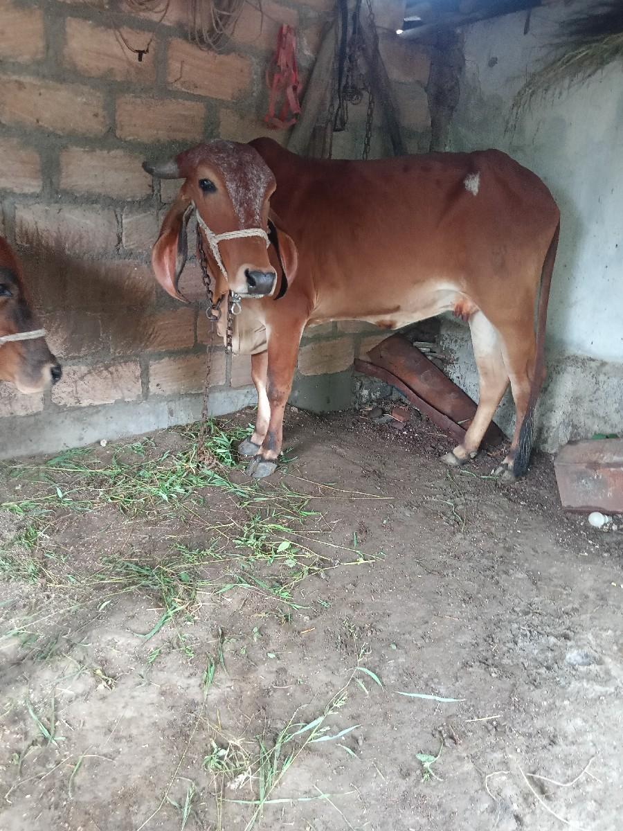 વસેરો ka વસેરી સાટા માં હાલે