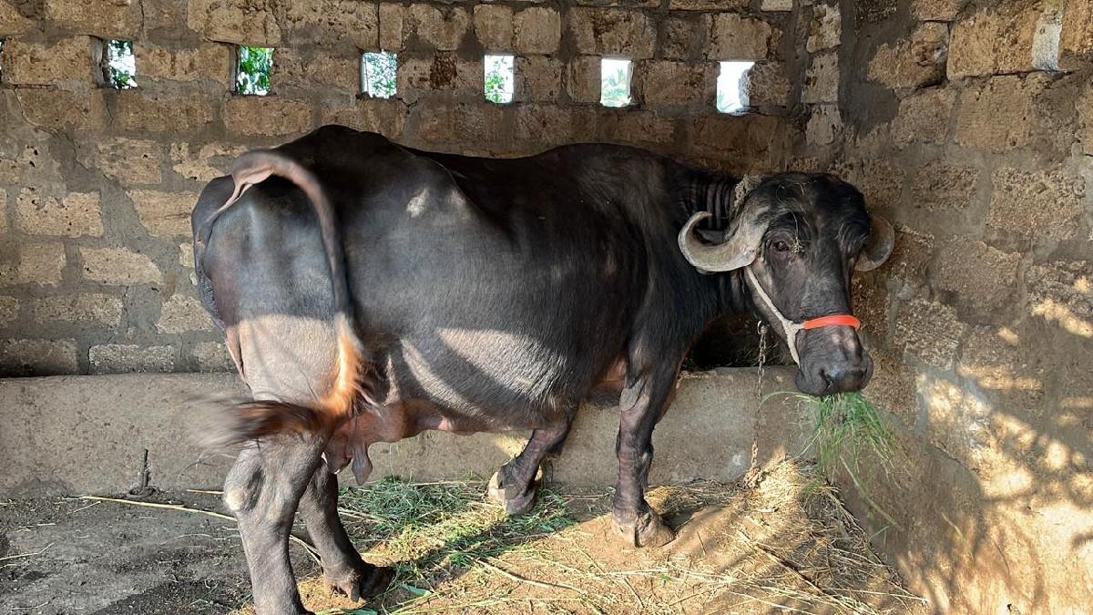 થંબનેલ 2