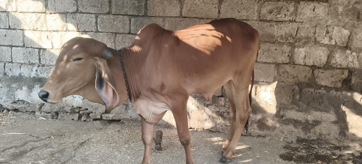 થંબનેલ 2