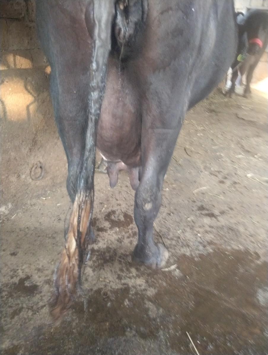 સિસોદિયા સાપરાજ ભાઈ નાનુભાઈ