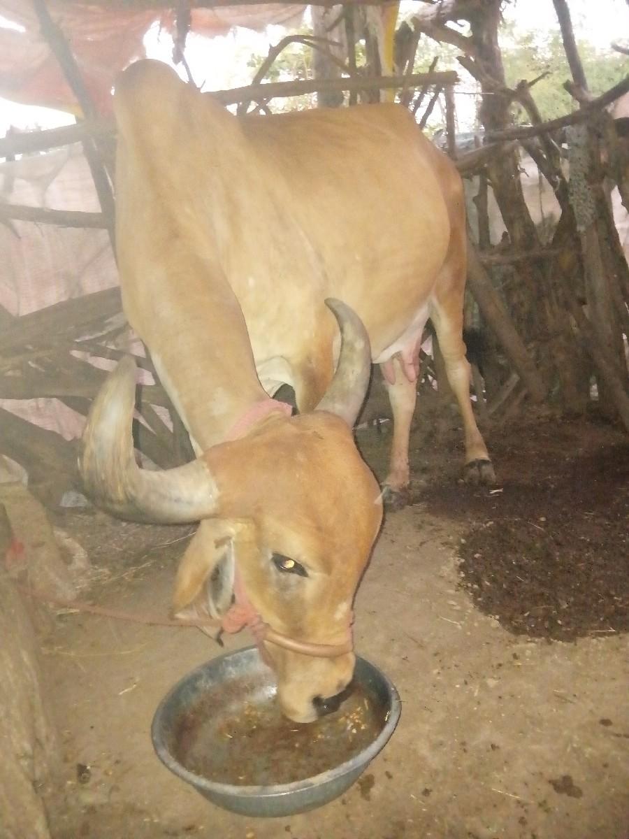 થંબનેલ 2