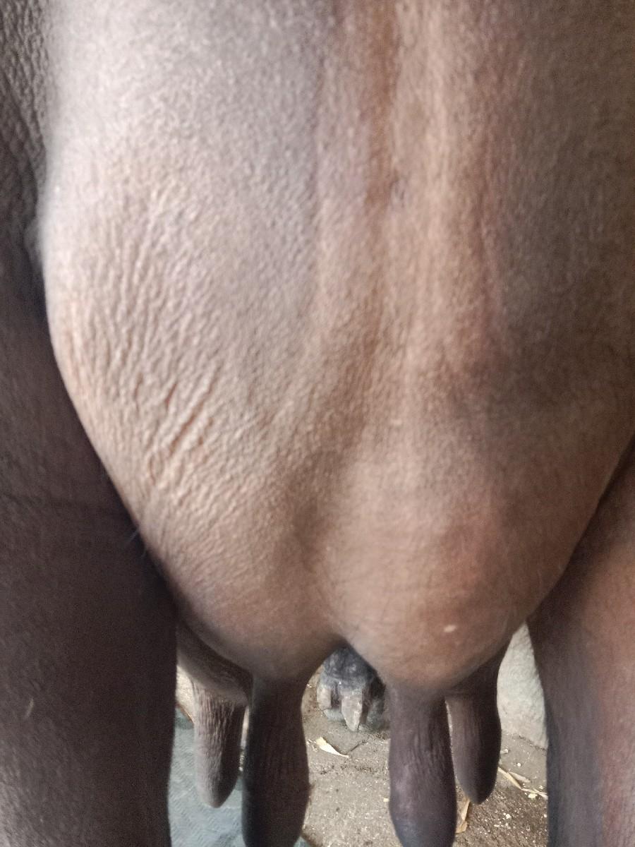 ભેંસ વેચવાની છે