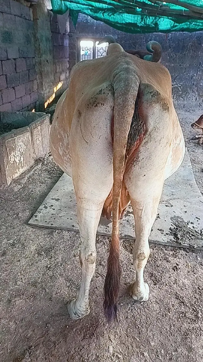 થંબનેલ 2