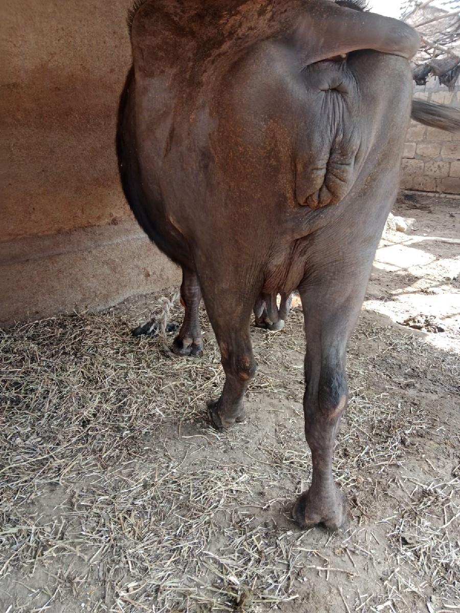 થંબનેલ 3