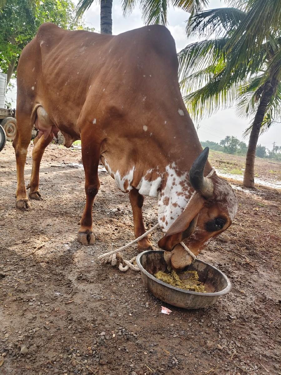વેચવા ની છે
