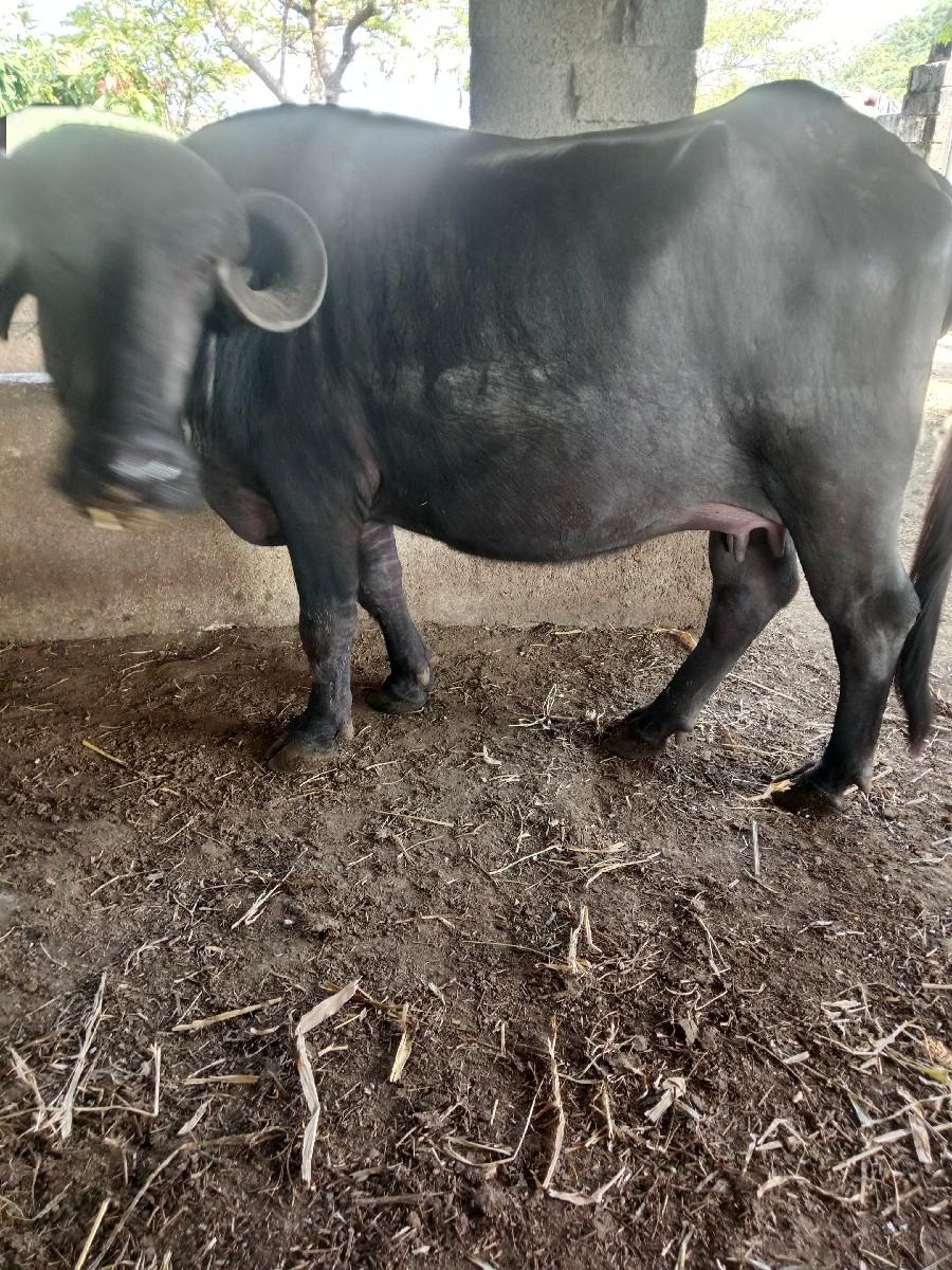 થંબનેલ 2