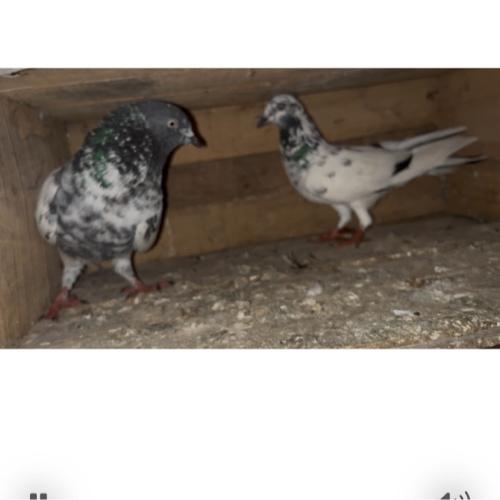 થંબનેલ 2