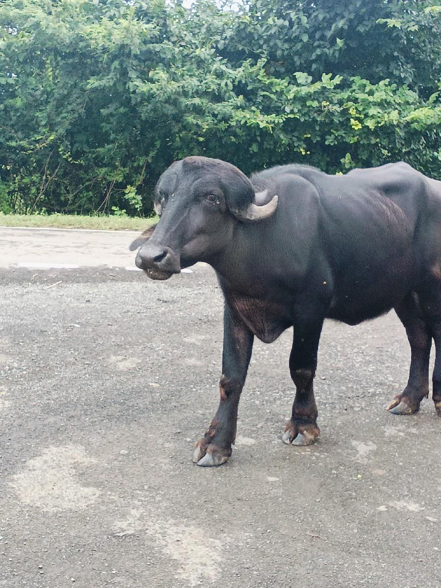 थंबनेल 3