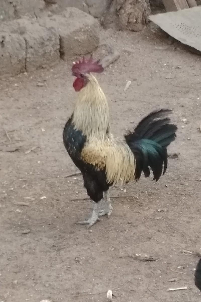 બે દેસી મુરધા વૅચવા ના છે