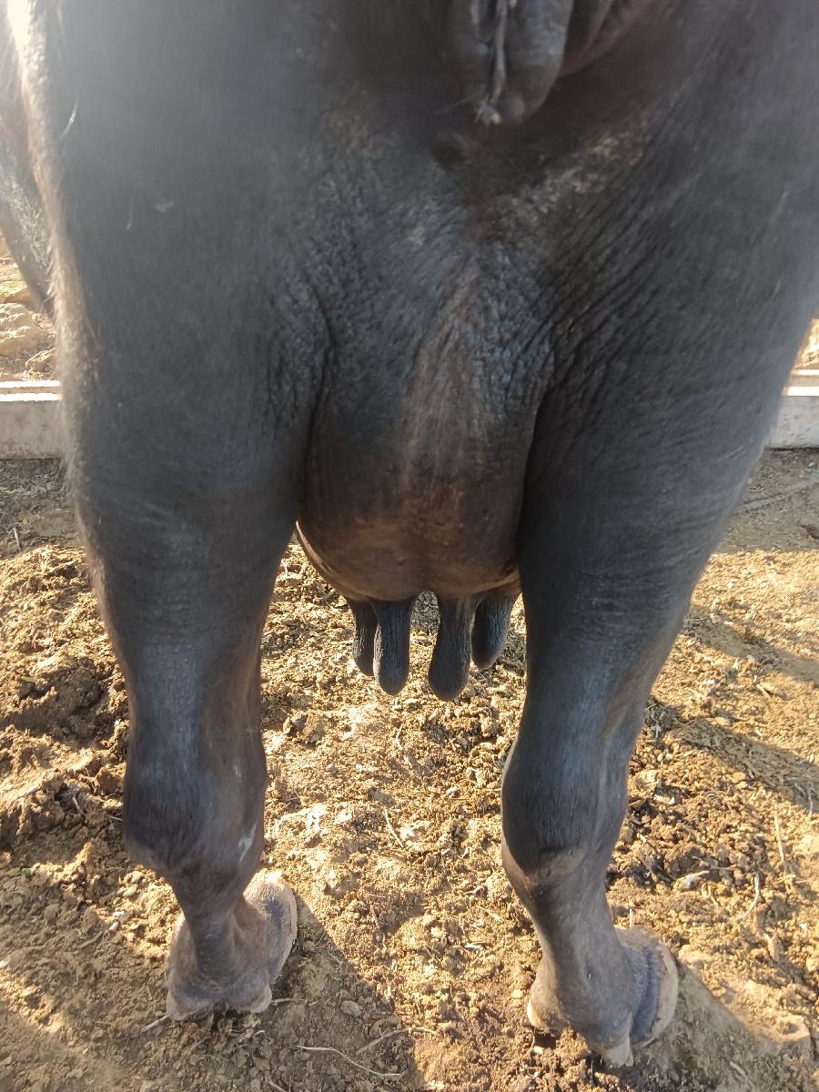 ભેસ વેચવા ની છે