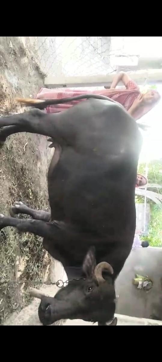 વેચાવા છે